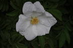 <i>Rosa</i> X <i>micrugosa</i> 'Alba' rose photo