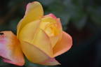 Yellow Surprise rose photo