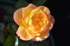 Yellow Surprise rose photo