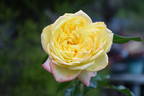 Yellow Surprise rose photo