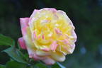 Yellow Surprise rose photo