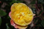 Yellow Surprise rose photo