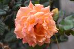 Greg Chappell rose photo