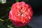 Renmark's Rose rose photo