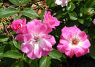 Brilliant Pink Iceberg rose photo