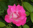 Brilliant Pink Iceberg rose photo