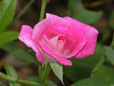 Brilliant Pink Iceberg rose photo