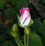 Brilliant Pink Iceberg rose photo