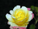 Bella'roma rose photo