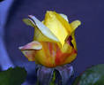 Bella'roma rose photo