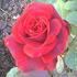 Blackstone rose photo