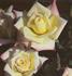 Little Peaces rose photo