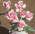 Lois rose photo