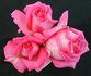 Love Call rose photo