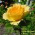 Harry Oppenheimer rose photo