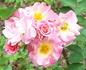 Mystic Meidiland ® rose photo
