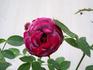 Moonlight and Roses rose photo