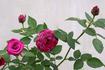 Moonlight and Roses rose photo