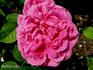 Baronne de Prailly rose photo