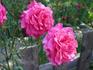 Hot Spot rose photo