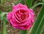 Stephanie Diane rose photo