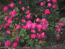 Rubies 'n' Pearls rose photo
