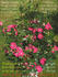 Rubies 'n' Pearls rose photo