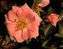 Gentle Touch rose photo
