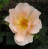 Bette Irene rose photo