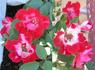 Space Odyssey™ rose photo