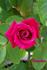 Camden rose photo