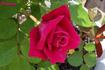 Camden rose photo
