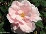 Madame Marcel Delanney rose photo