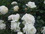 Snow Hit ® rose photo