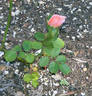 Pinocchio rose photo