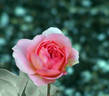 Pinocchio rose photo