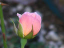 Pinocchio rose photo