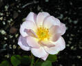 Pinocchio rose photo