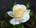 Pinocchio rose photo