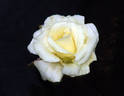 Unbridled rose photo