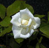 Unbridled rose photo