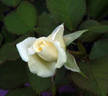 Unbridled rose photo