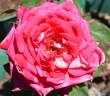 Waltzing Matilda rose photo