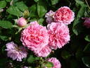 The Countryman rose photo