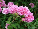 The Countryman rose photo