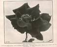 Red-Letter Day rose photo