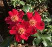 Fires of Alamo rose photo