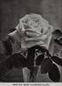 Laurence Allen rose photo