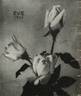 Eve rose photo