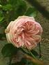 Alhambra rose photo